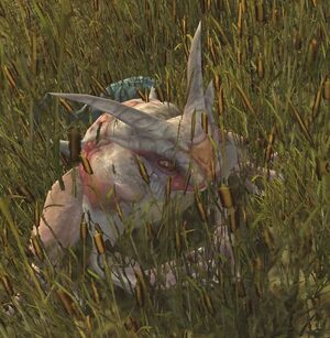Pale Bog-toad.jpg