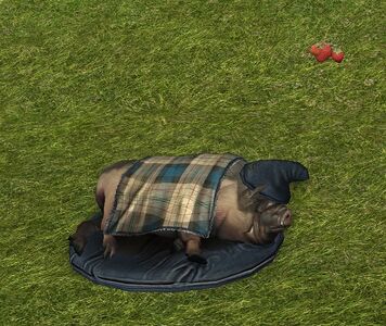 Pig in a Blanket 1
