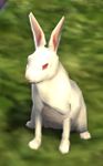 White Hare