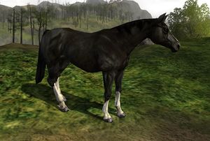 Image of Stallion of the Horsefarm