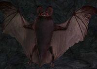 Plagued Great-bat (Agarnaith).jpg