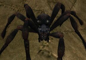Gamnagol Spider Appearance 795  