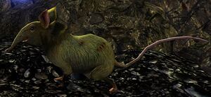 Image of Shrew Burglar