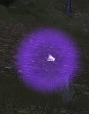 Purple Firefly