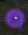 Purple Firefly