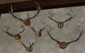 Group of Rohan Antlers