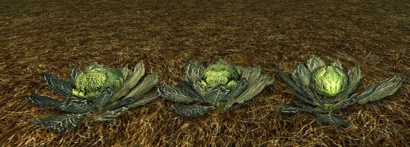 File:Homestead Row of Growing Broccoli.jpg