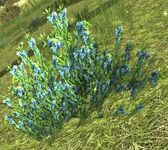 Bunch of Elderberries