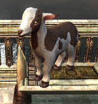 Mottled Goat Kid