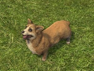 Chestnut Corgi