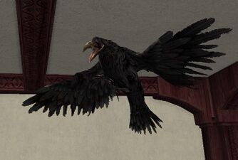 Raven