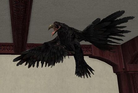 Raven