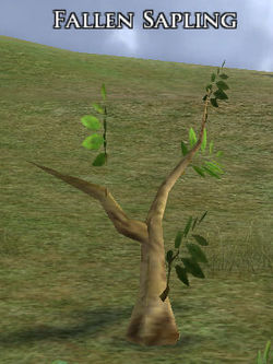 Image of Fallen Sapling