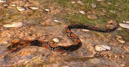 Diamondback Snake