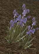 Dusknettle found in The Wastes