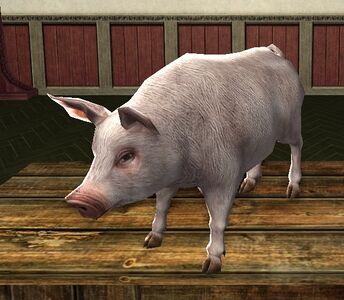 Happy Pig