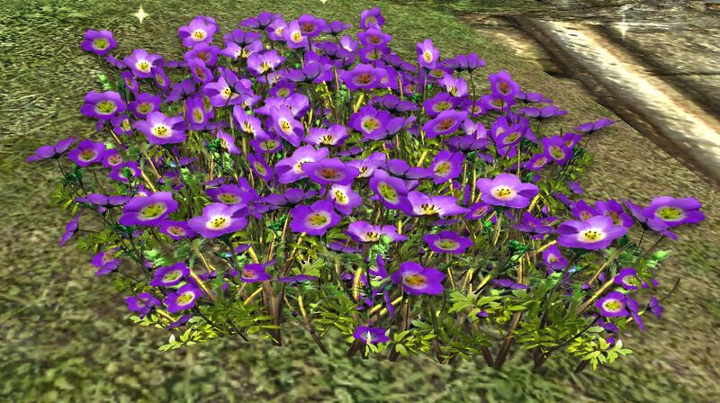 File:Purple Anorloth.jpg