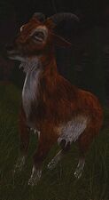 A Stone-land Goat, a relative of true aurochs.