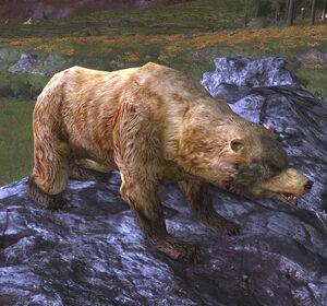 Elder Brown-bear - Lotro-Wiki.com