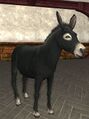 Wild Black Donkey