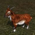 Copper Goat