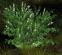 Image of Unwatered Plants