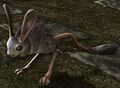 Spotted Jerboa