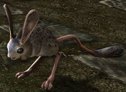 Spotted Jerboa