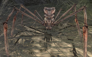 Hunting Spider.jpg