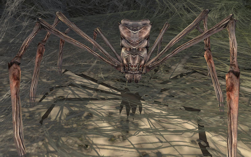 File:Hunting Spider.jpg