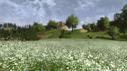 White flower meadow in the Brandy Hills