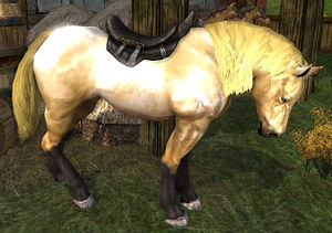 Image of War-horse