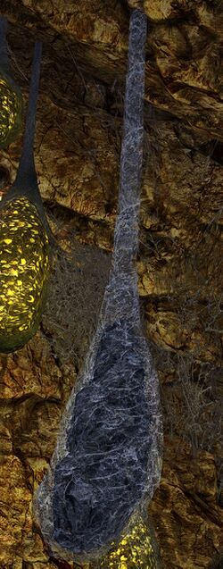 Image of Spider Cocoon