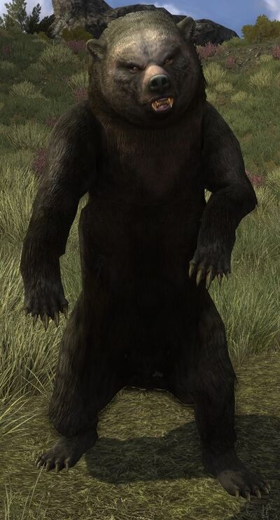 Young Black-bear - Lotro-Wiki.com