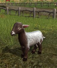 Silver Goat Kid