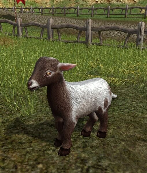 File:Silver Goat Kid.jpg