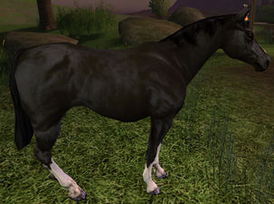 Skittish Black Horse