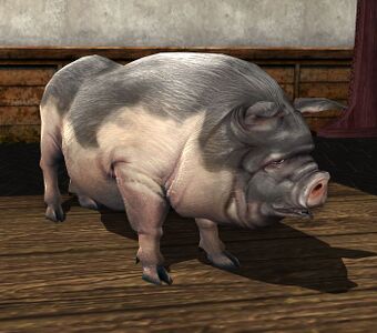 Spotted Pig