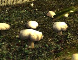 Image of Mushrooms