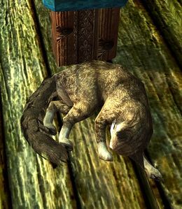 Image of Scruffy Cat