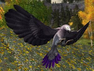 Dashing Dusky Parrot