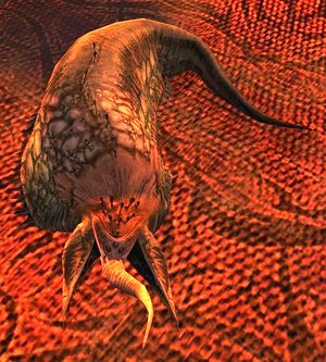 Blood-leech.jpg