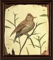 Hand-sketched Painting of a Peticular Perching