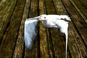 Image of Irksome Seagull