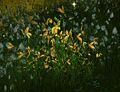 Thumbnail for version as of 19:01, 19 May 2025