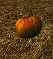 Homestead Harvested Pumpkin