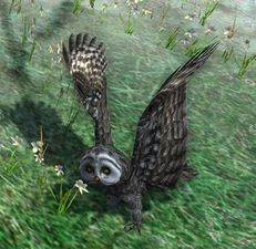 Lasgalen Grey Owl