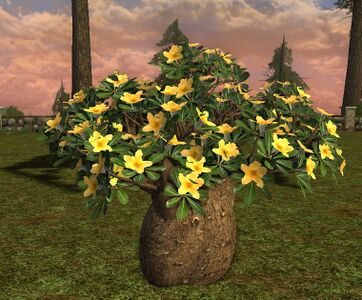 Large Young Yellow Desert Rose