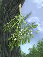 Mistletoe
