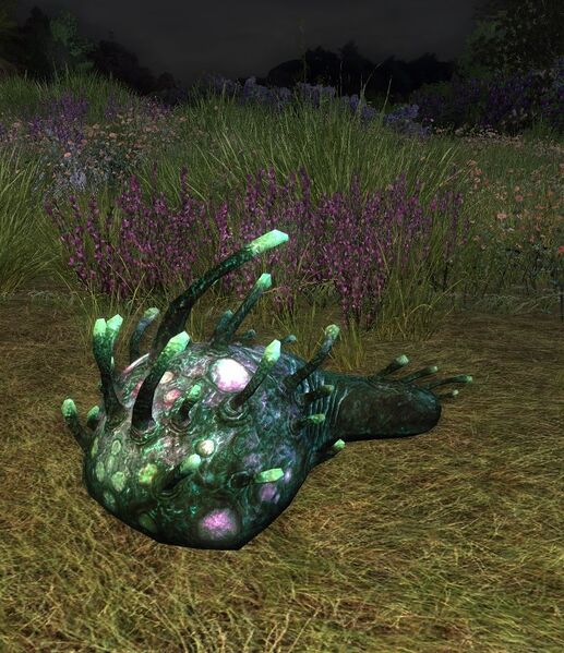 File:Cave Slug.jpg